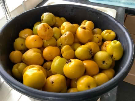 Photo of free Bucket of fallen quince (Southdown BA2) #1