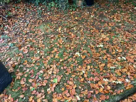 Photo of free Leaves to make leaf mould (BT10) #2