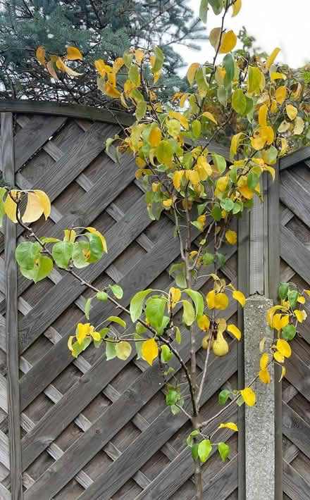 Photo of free Pear Tree (Hemel Hempstead, HP1) #2
