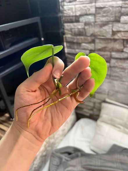 Photo of free Succulent Cuttings + Rooted Leaves (Wraysbury TW195NS) #2