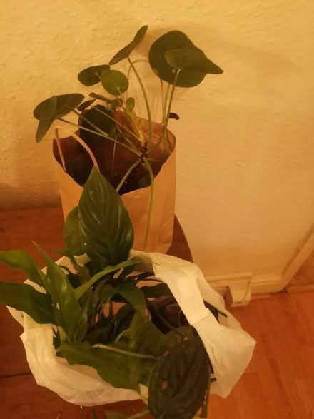 Photo of free 2 plants one cutting (Whalley range M16 7) #1