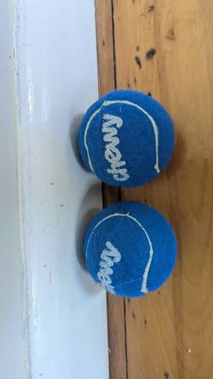 Photo of free Tennis Balls for Pets (Magoun Sq) #1