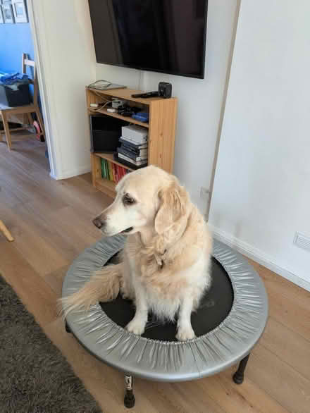 Photo of free Small trampoline (Caversham RG4) #3