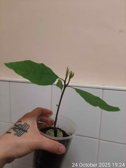 Photo of free Avocado plant 17×15cm (tall×spread) (Edgwarebury Lane) #1