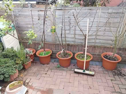 Photo of free Fruit-trees (West Bletchley MK3) #1