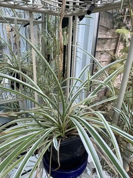 Photo of free Spider Plants (Whitchurch HR9) #1