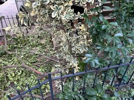 Photo of free Perennial bushes (Columbia Heights (Monroe St)) #1