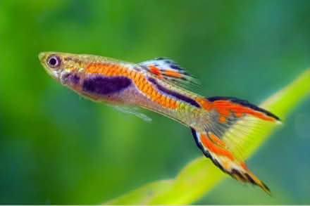 Photo of free Beautiful tropicals (NR7) #3