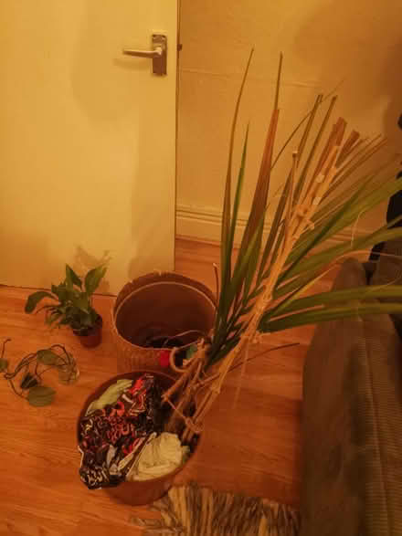 Photo of free Plants, cutting, large pot, basket (Whalley range M16 7) #2