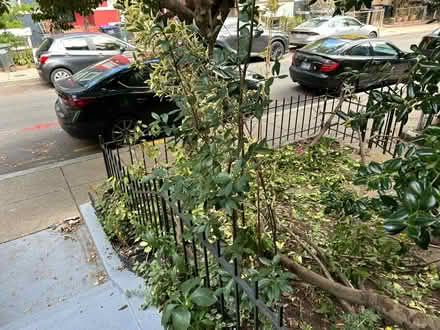 Photo of free Perennial bushes (Columbia Heights (Monroe St)) #2