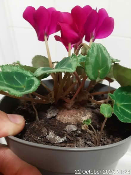 Photo of free Cyclamen persicum 9×17cmTall×spread (Edgwarebury Lane) #2