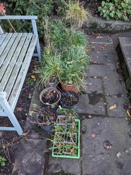 Photo of free Plants (Backworth, NE27) #1