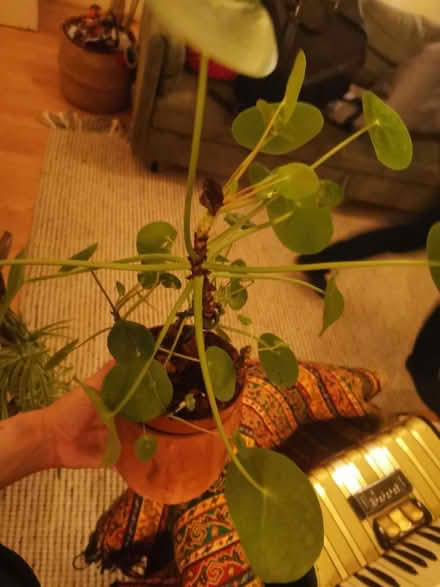 Photo of free Plant and pot (Whalley range M16 7) #2