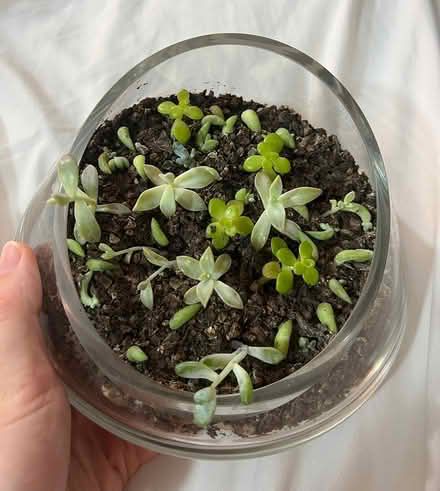 Photo of free Succulent Cuttings + Rooted Leaves (Wraysbury TW195NS) #1