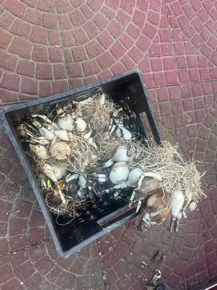 Photo of free Resurrection Lilies (Upper Red Hook, NY) #1