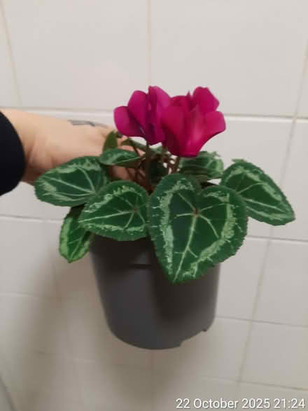 Photo of free Cyclamen persicum 9×17cmTall×spread (Edgwarebury Lane) #3