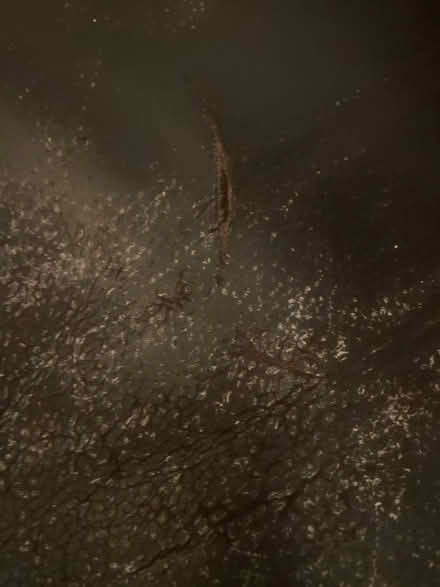 Photo of free 2 x leather 3 seaters one broken (NW10 Harlesden) #3