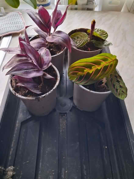 Photo of free Baby house plants (High Brooms TN4) #1