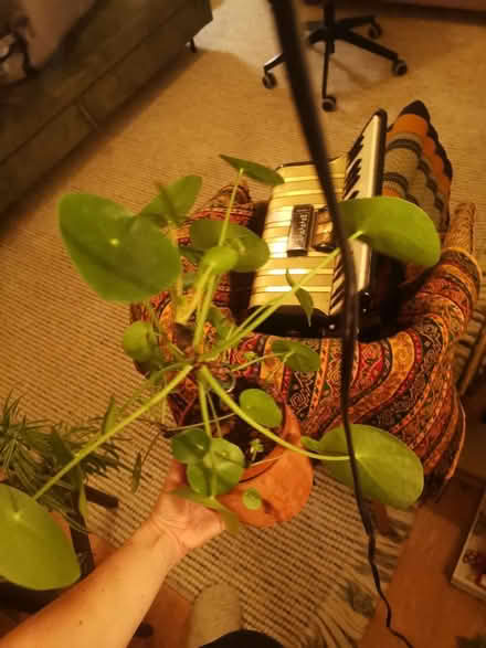 Photo of free Plant and pot (Whalley range M16 7) #1