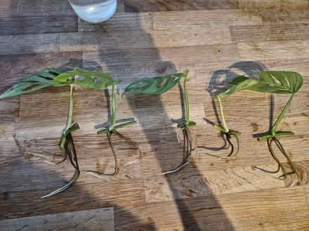 Photo of free Monstera adansonii cuttings (Tilehurst RG30) #1