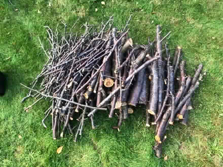 Photo of free Plum Tree - Wood (BR3) #1