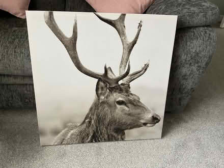 Photo of free Canvas (Foxhayes EX4) #1