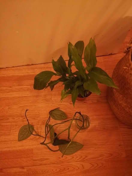Photo of free Plants, cutting, large pot, basket (Whalley range M16 7) #1