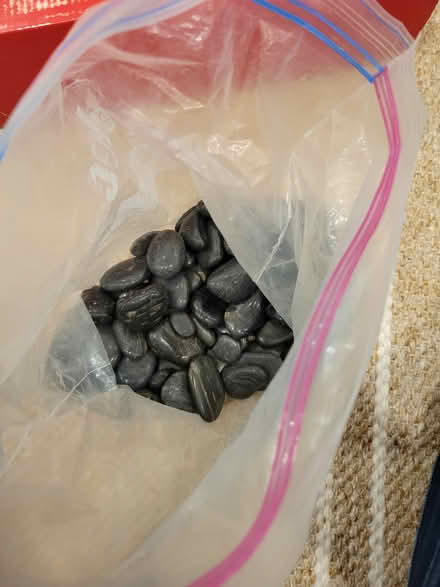 Photo of free Decorative stones smooth river (Montreal road and St Laurent) #1