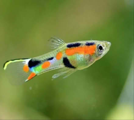 Photo of free Beautiful tropicals (NR7) #4