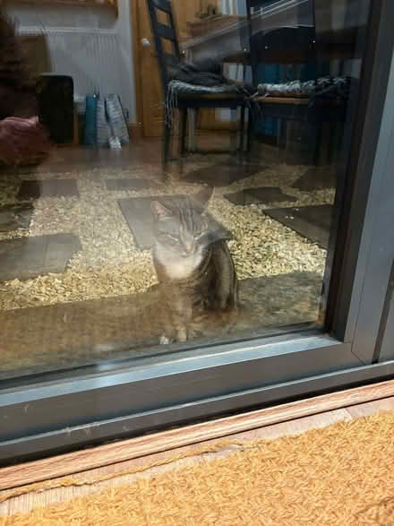 Photo of free Junior ready bed with spare inner (Dursley GL11) #3