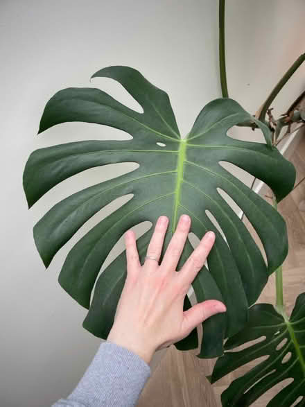 Photo of free Swiss Cheese Plant (Highgate N6) #2