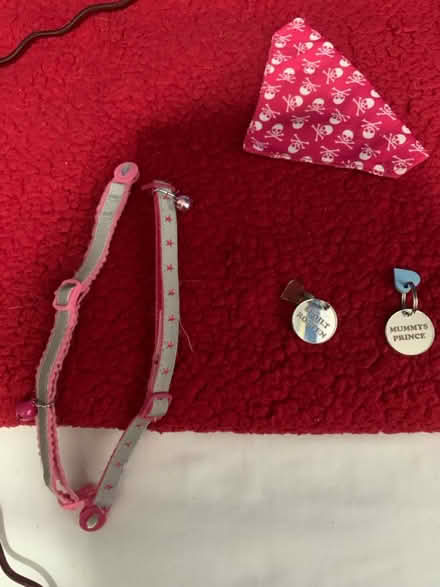 Photo of free Cat Collar Bundle (Muswell Hill N10) #1