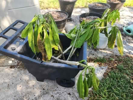 Photo of free White plumeria pieces (palm harbor CR 1 Tpa Road) #1