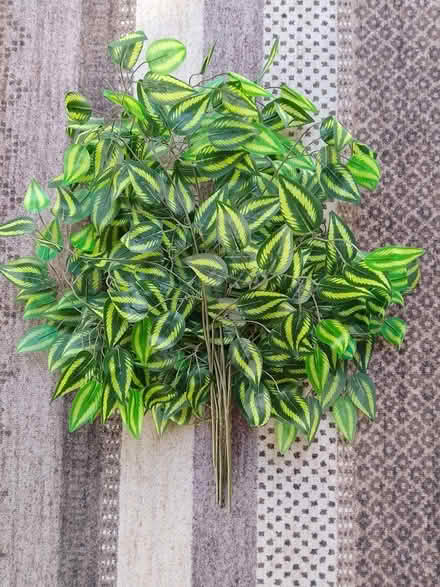 Photo of free 8 Ficus leaf stems (Stirling FK8) #1