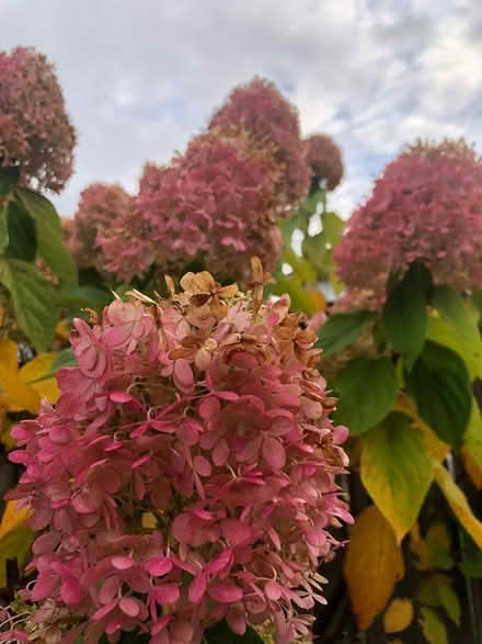 Photo of free Hydrangea blossoms bunch (L7L 7N1) #1