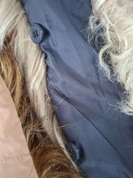 Photo of free 2 'Fur' Coat Collars (Panshanger AL7) #3