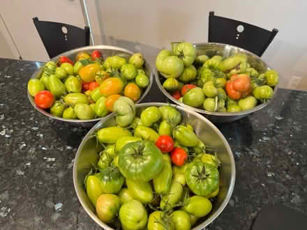 Photo of free Geeen tomatoes (Hintonburg) #1