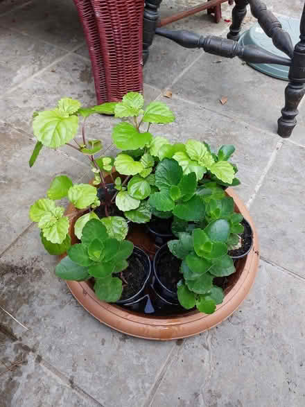 Photo of free Indoor Plants (North Abingdon - OX14) #1