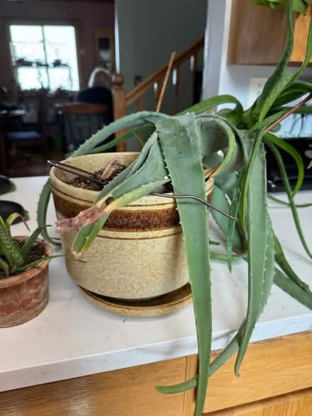 Photo of free Momma aloe (Bensenville) #2