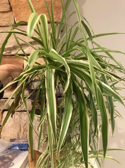 Photo of free Healthy spider plants (L7L 7N1) #1