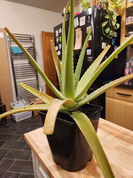 Photo of free Large aloe vera plant (New Tupton S42) #1