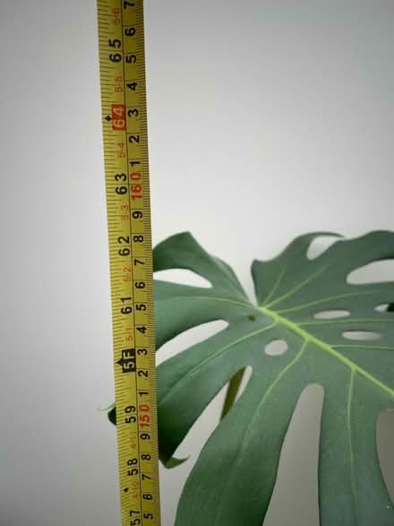 Photo of free Swiss Cheese Plant (Highgate N6) #3