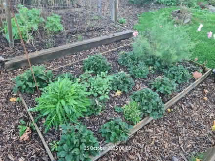 Photo of free Strawberry plants (Locking BS24) #2