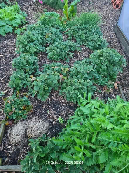 Photo of free Strawberry plants (Locking BS24) #1