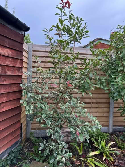 Photo of free Tall red robin shrub (2 of 2) (Florence Park OX4) #1