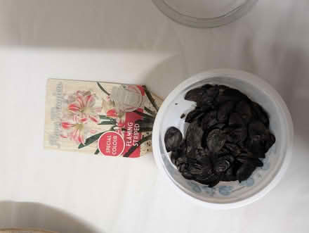 Photo of free Amaryllis seeds (Apsley HP3 0) #1