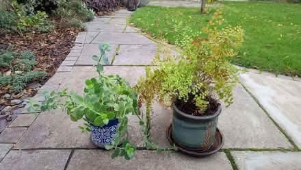 Photo of free Two pot plants, with pots (New Marston OX3) #1