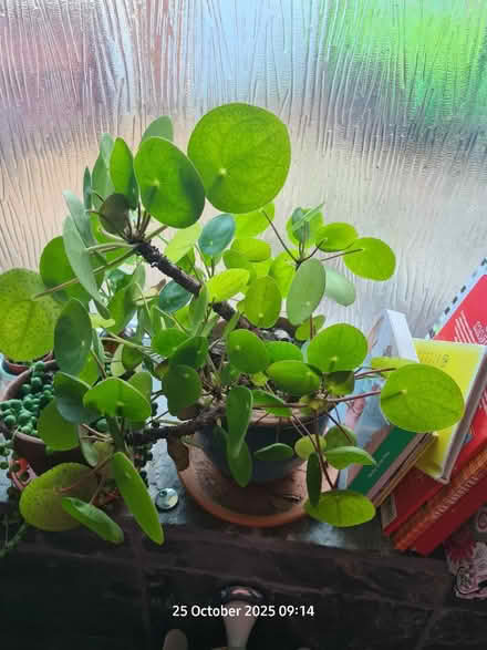 Photo of free Chinese money plant babies (BS24) #1