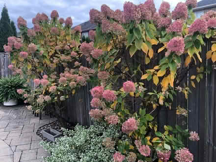 Photo of free Hydrangea blossoms bunch (L7L 7N1) #4