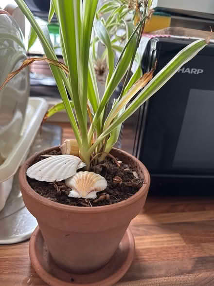 Photo of free Indoor plant (Drylaw EH4) #1